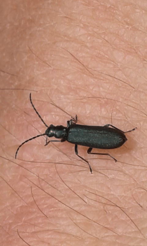 Dasytidae : Aplocnemus sp.? No Oedemeridae, Ischnomera sp.